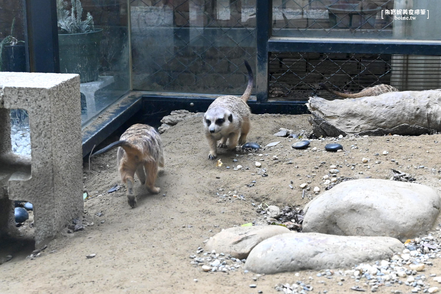 【台南美食】狐獴先生早午餐．秘境森林餐廳(菜單) @朱寶妮美食隨筆