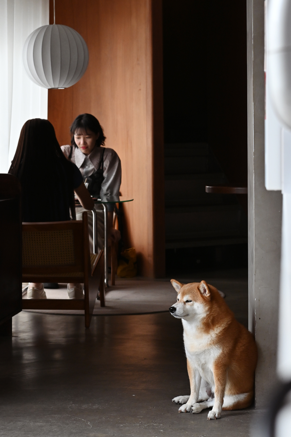 共生Symbiosis caf&eacute;｜光榮碼頭旁的柴犬咖啡廳，高雄肉桂捲推薦 @朱寶妮美食隨筆