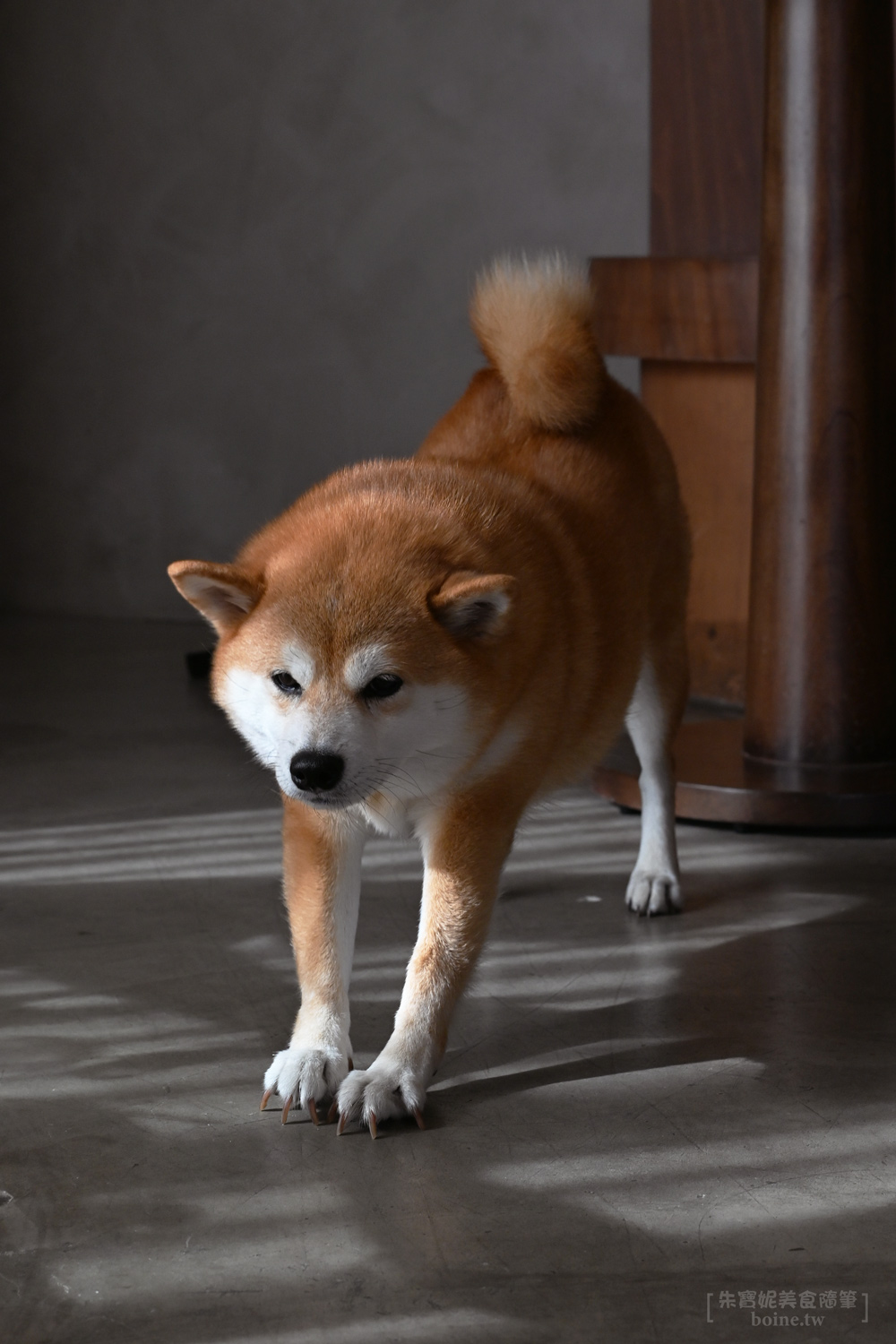 共生Symbiosis caf&eacute;｜光榮碼頭旁的柴犬咖啡廳，高雄肉桂捲推薦 @朱寶妮美食隨筆