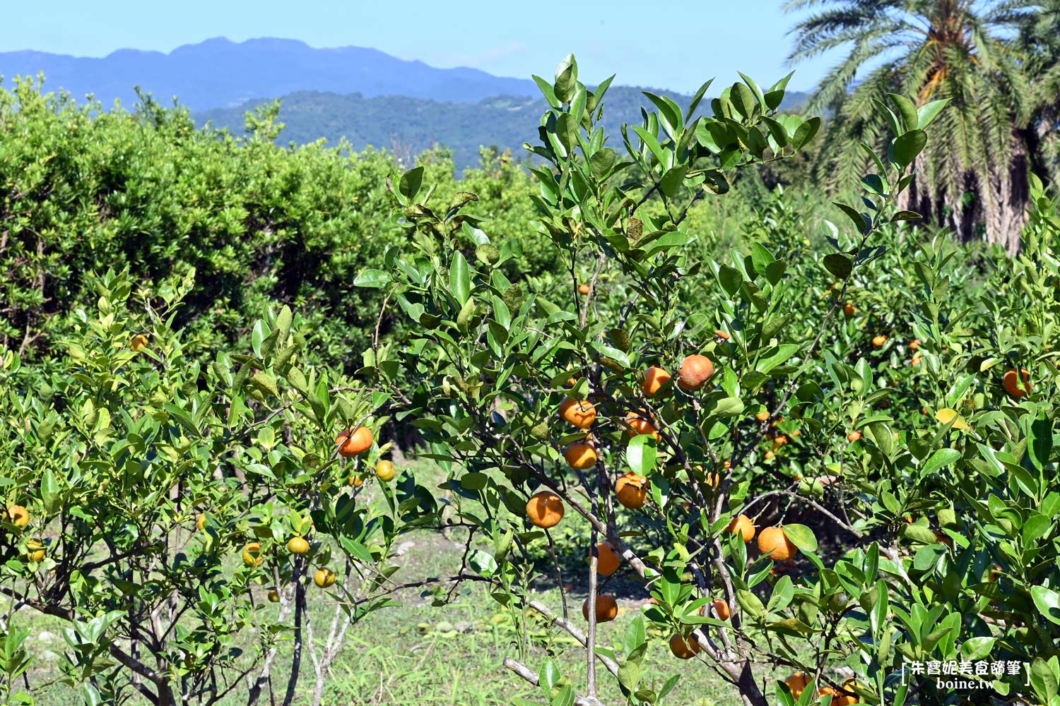 宜蘭美食｜What’s Up Dough?花莎豆米貝果．落羽松秘境與果園午茶 @朱寶妮美食隨筆
